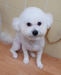 복터진강아지