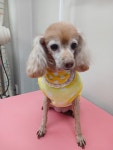 복터진강아지