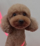 복터진강아지