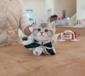 미유펫 강아지고양이 구미점