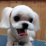 복터진강아지