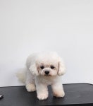 탑애견미용학원 시흥점