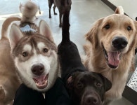 애견카페 다양하개 의정부본점