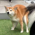 체인지독 애견유치원