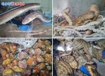 미선이네포장마차