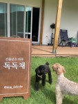 독독채