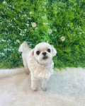 펫더헤븐 본점