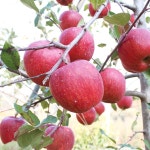 올담 농업회사법인