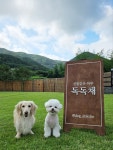 독독채