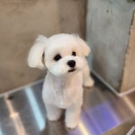 지니펫 애견미용실
