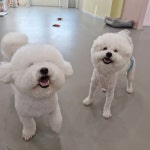 리틀댕댕 인천점