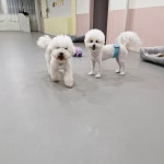 리틀댕댕 인천점