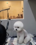바둑이쌀롱