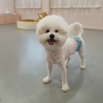 리틀댕댕 인천점