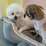 리틀댕댕 인천점