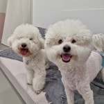 리틀댕댕 인천점