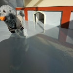 댕스럽개 애견유치원&애견호텔