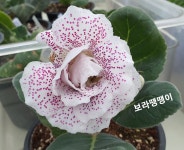 진주꽃마실