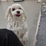 리틀댕댕 인천점