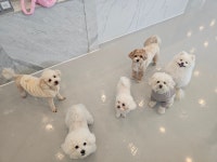 댕스럽개 애견유치원&애견호텔