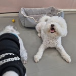 리틀댕댕 인천점