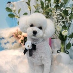 마이티그루밍 제주