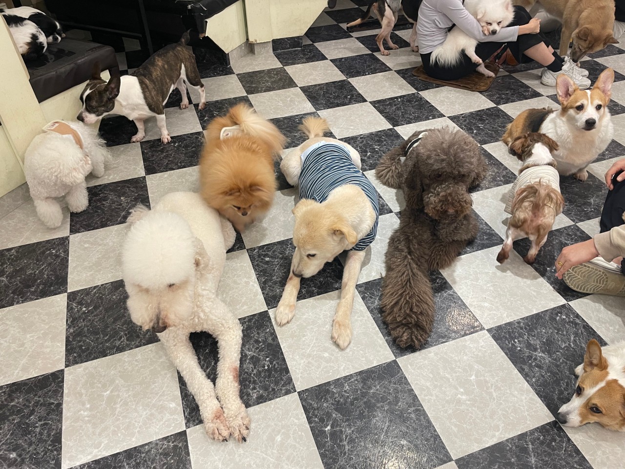 청주 유기동물 입양지원센터 개꿈