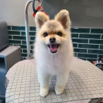 예쁨줄개