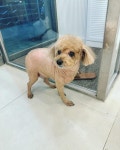 루이비독