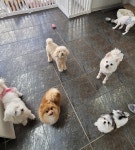 뽀송뽀송 애견미용호텔 / 놀이방