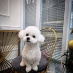 펫샵 개스트하우스