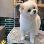 예쁨줄개