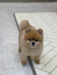 더이쁘개 애견미용