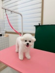 어도러블