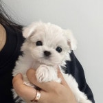 하이퍼피 강아지분양 고양이분양 군산본점