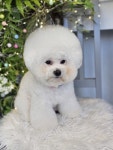 애견미용 Salon 티엔독