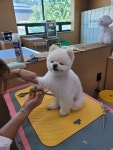 정애견미용학원 포항점
