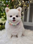 애견미용 Salon 티엔독