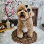 댕댕사우나