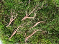 강원송이총판동성유통