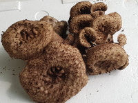 강원송이총판동성유통