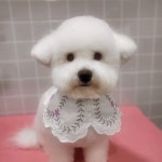 미용하는 강아지