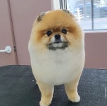어썸독