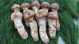 강원송이총판동성유통