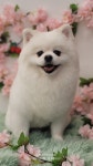 그루밍140애견미용실
