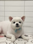 멍또와