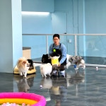 후스독 애견유치원