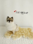 행복펫 애견미용실
