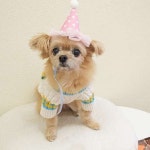 애견호텔 맘바이 김해점