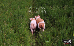 행복한돈정육점 아산점